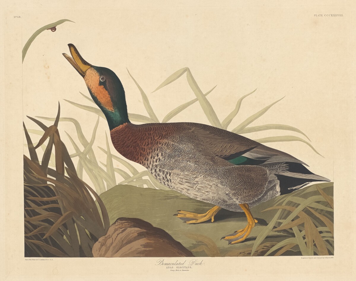 Bemaculated Duck by Robert Havell after John James Audubon