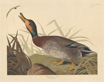 Bemaculated Duck