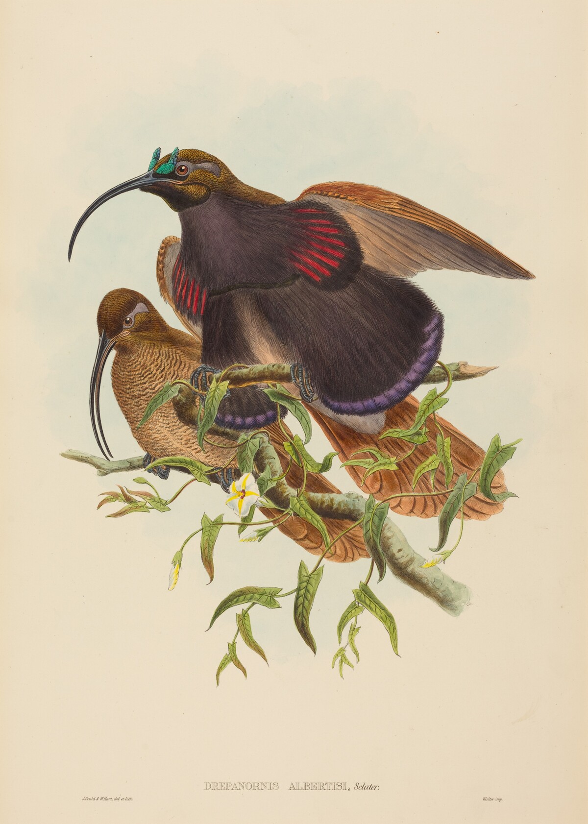 Drepanornis albertisi (Black-billed Sicklebill Bird of Paradise) by John Gould and W. Hart