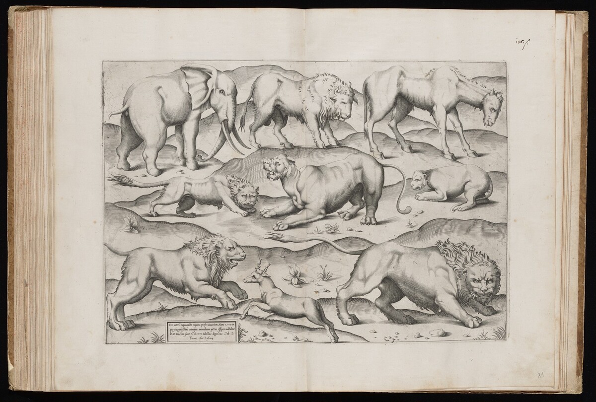 Animals from an Ancient Wall Painting [Table I] by Italian 16th Century, published by Antonio Lafreri
