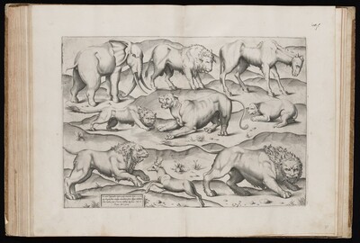 Animals from an Ancient Wall Painting [Table I]