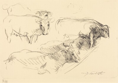 Kühe (Cows)