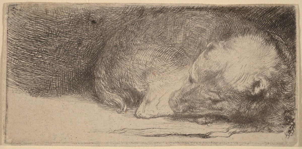 Sleeping Puppy by Rembrandt van Rijn