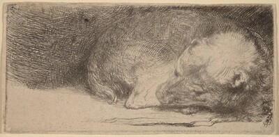 Sleeping Puppy
