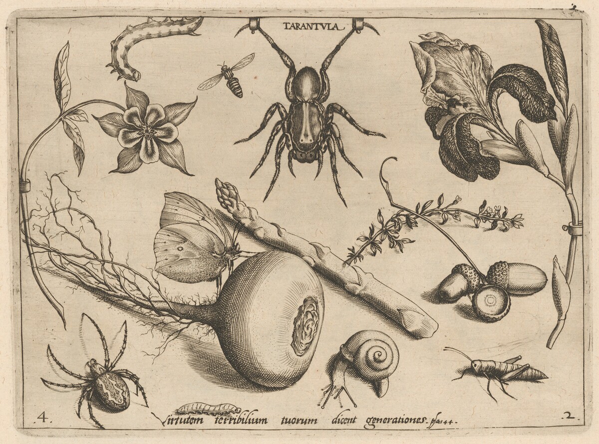 Archetypa studiaque patris Georgii Hoefnagelii [Part 2, Plate 4] by Jacob Hoefnagel after Joris Hoefnagel
