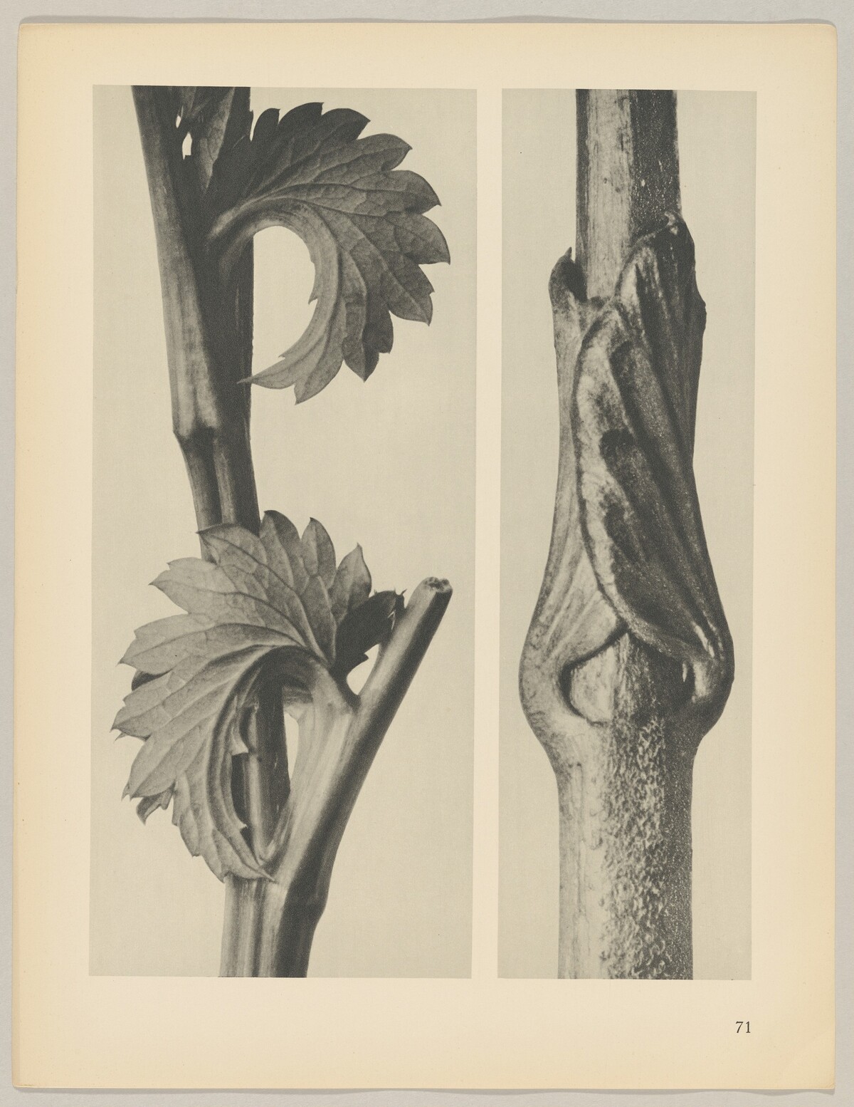 a Sanguisorba canadensis; b Vincetoxicum fuscatum by Karl Blossfeldt