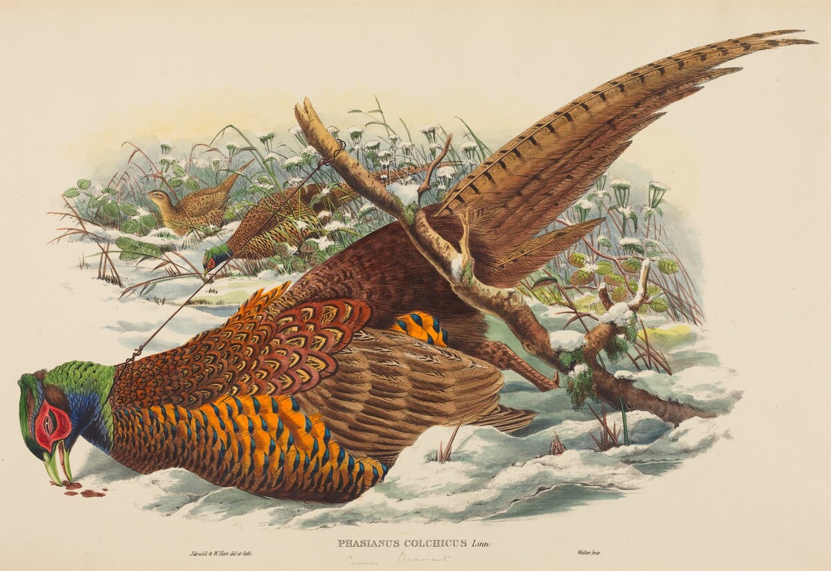 Phasianus colchicus (Ring-necked Pheasant) by John Gould and W. Hart