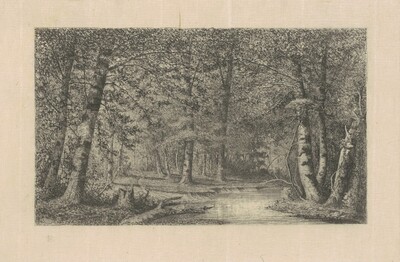 Beech Forest