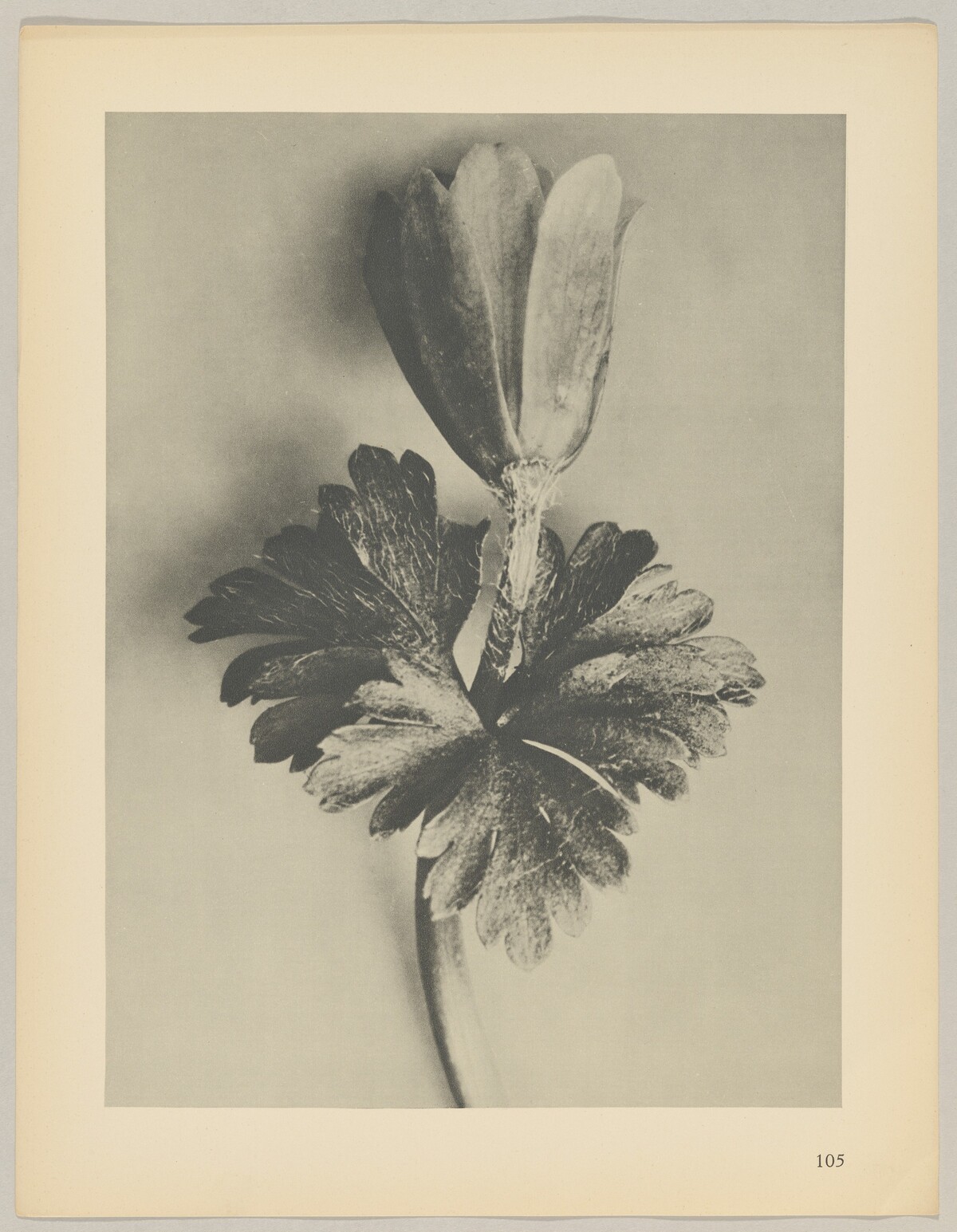 Anemone blanda by Karl Blossfeldt