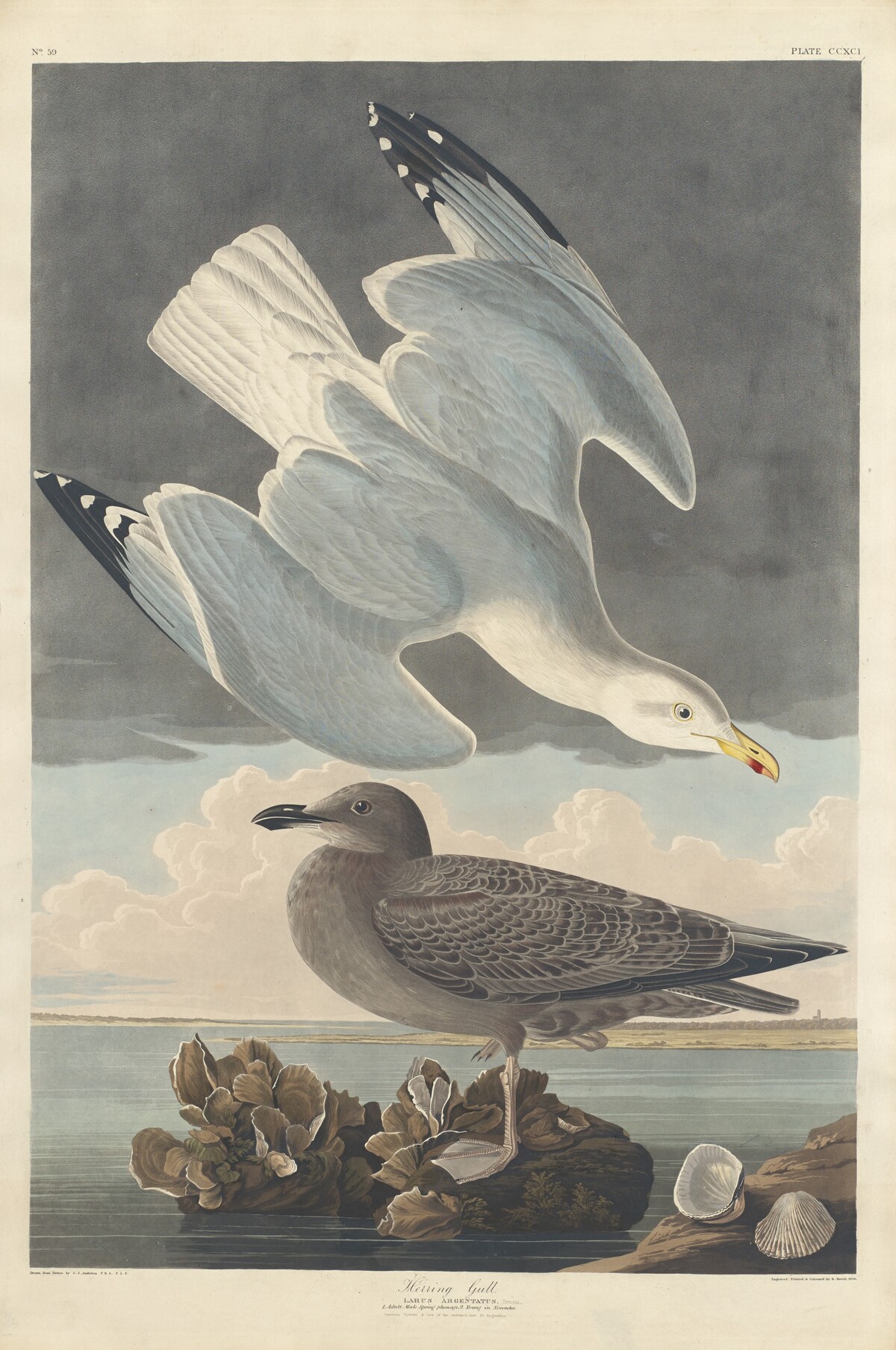 Herring Gull by Robert Havell after John James Audubon