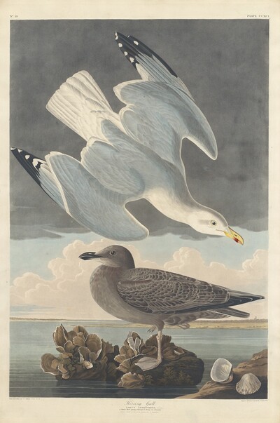 Herring Gull