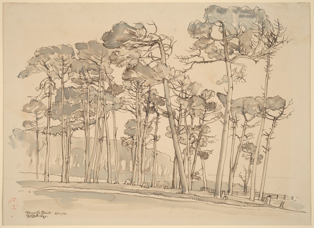 Pines, Stewart Point, Monterey by Roi Partridge