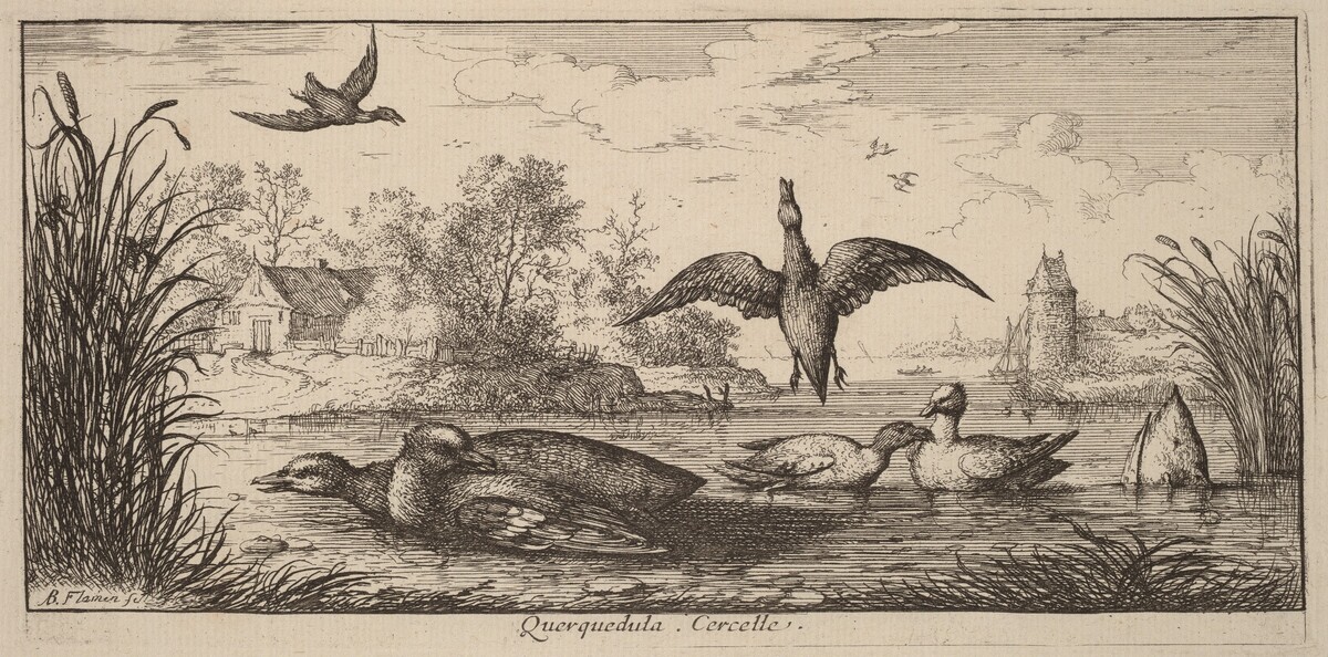 Querpedula, The Teal by Albert Flamen