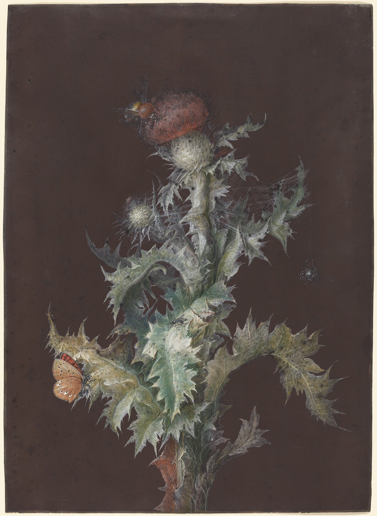 Thistle with Insects by Johann Christoph Dietzsch