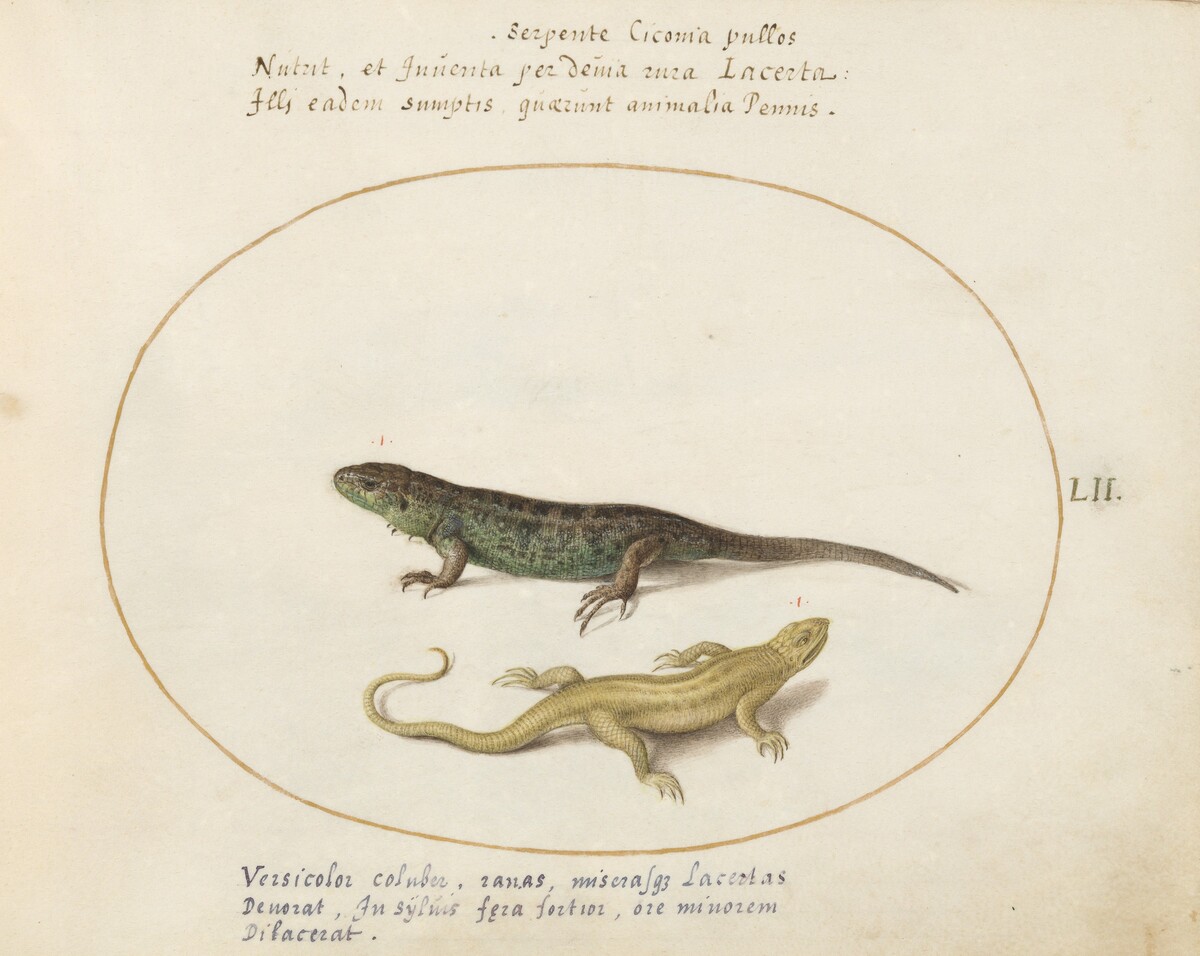 Plate 52: Two Sand Lizards by Joris Hoefnagel