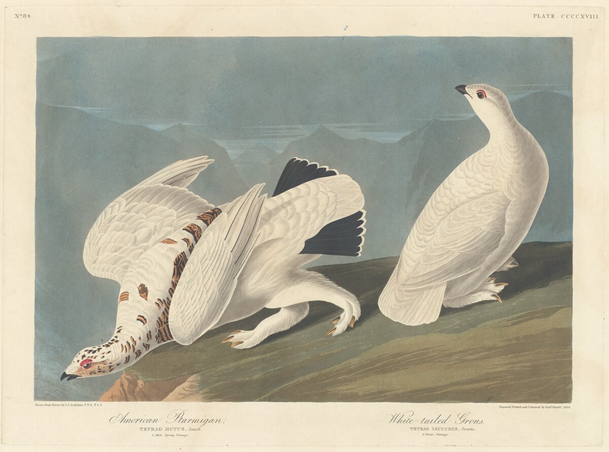 American Ptarmigan and White-tailed Grous by Robert Havell after John James Audubon