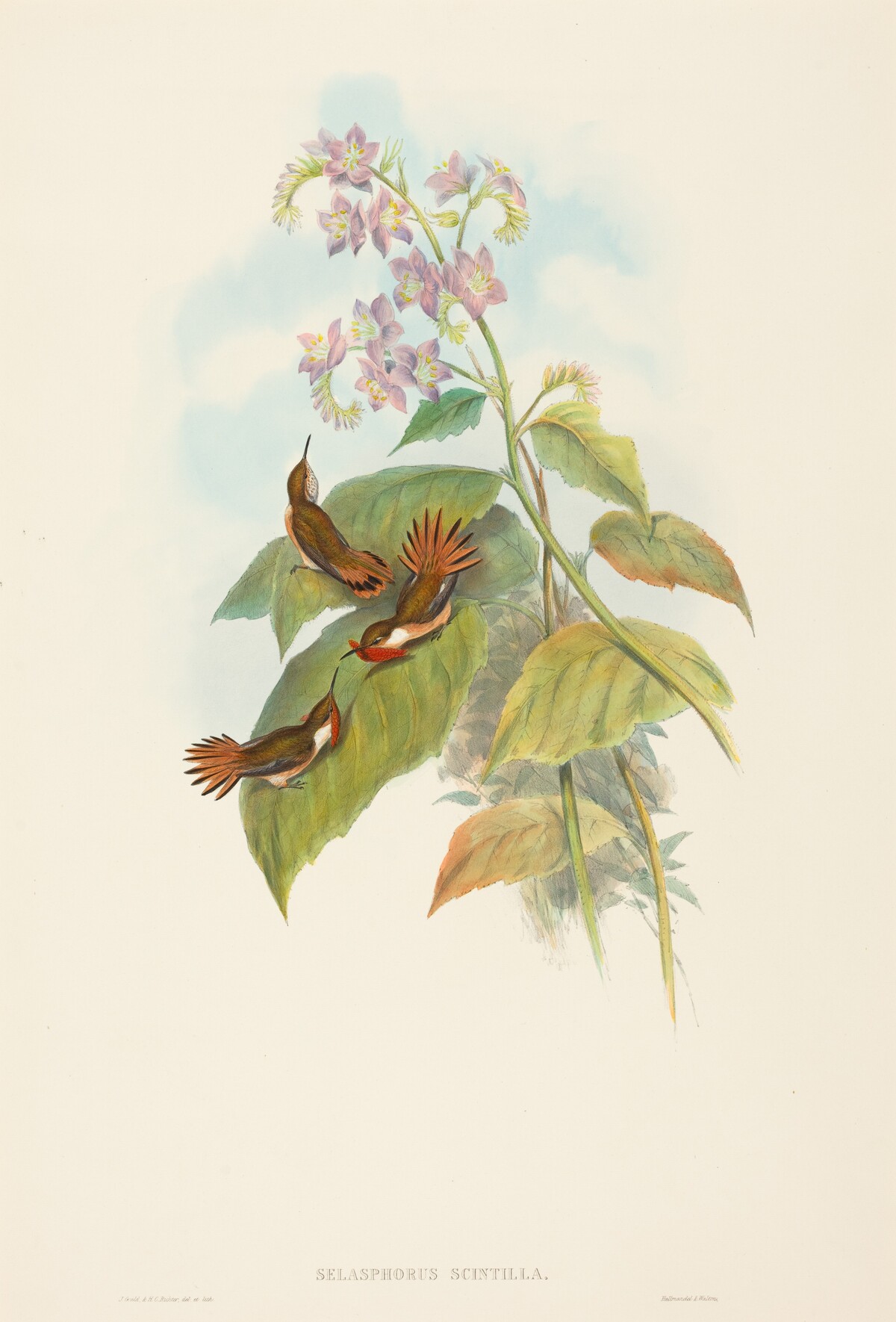 Selashorus scintilla (Scintillant Hummingbird) by John Gould and H.C. Richter