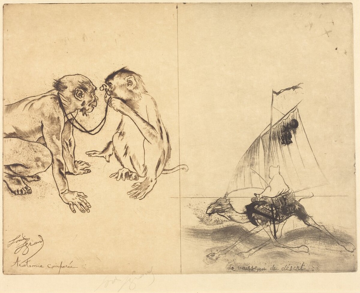 Anatomie comparee; Le vaisseau du desert by Louis Auguste Mathieu Legrand