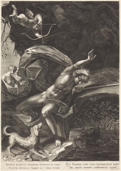 Narcissus