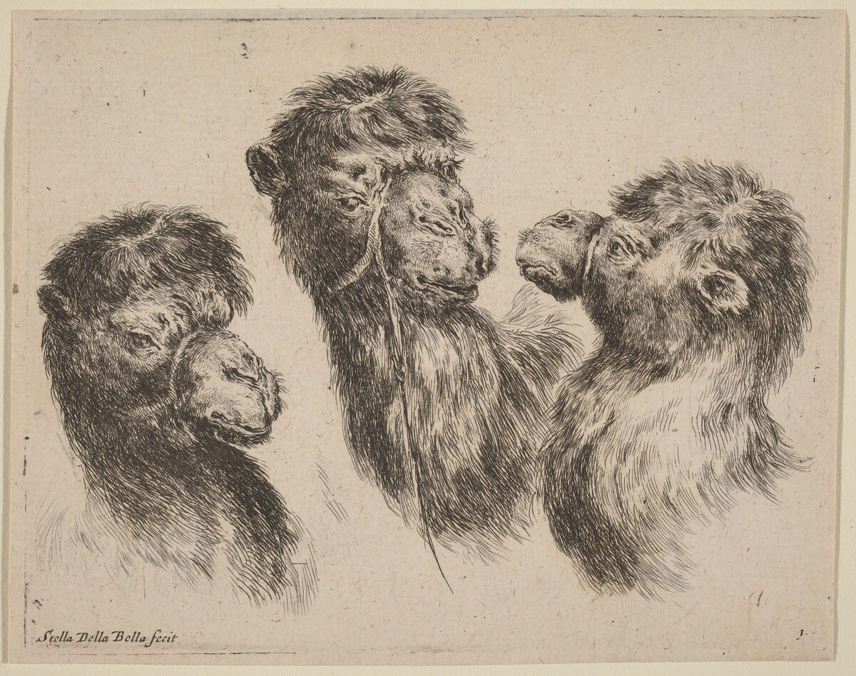 Three Camel Heads by Stefano Della Bella