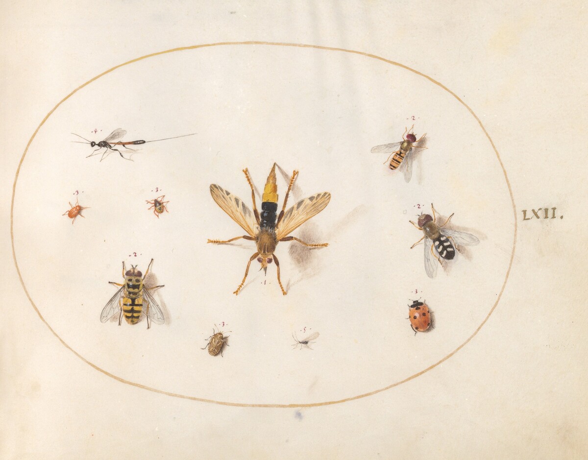 Plate 62: Ten Insects by Joris Hoefnagel