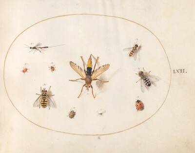 Plate 62: Ten Insects