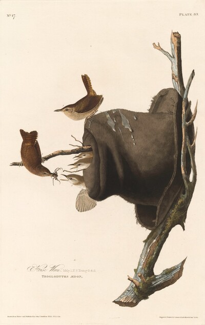 House Wren
