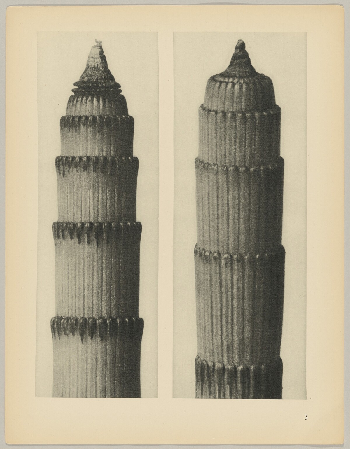 Equisetum hiemale by Karl Blossfeldt