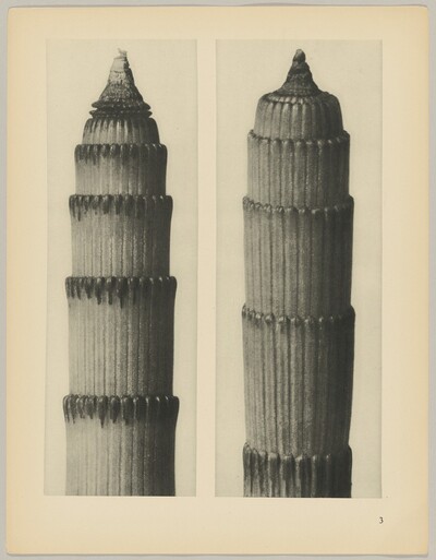 Equisetum hiemale