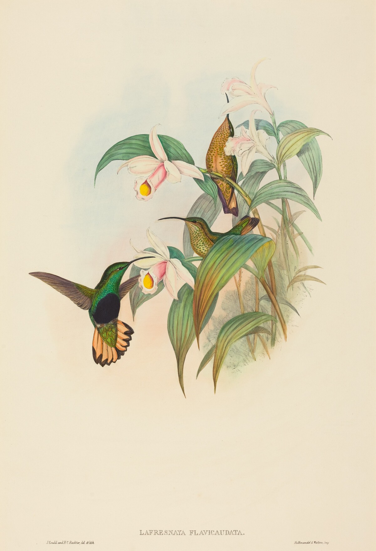 Lafresnaya flavicaudata (Buff-tailed Velvet-breast) by John Gould and H.C. Richter