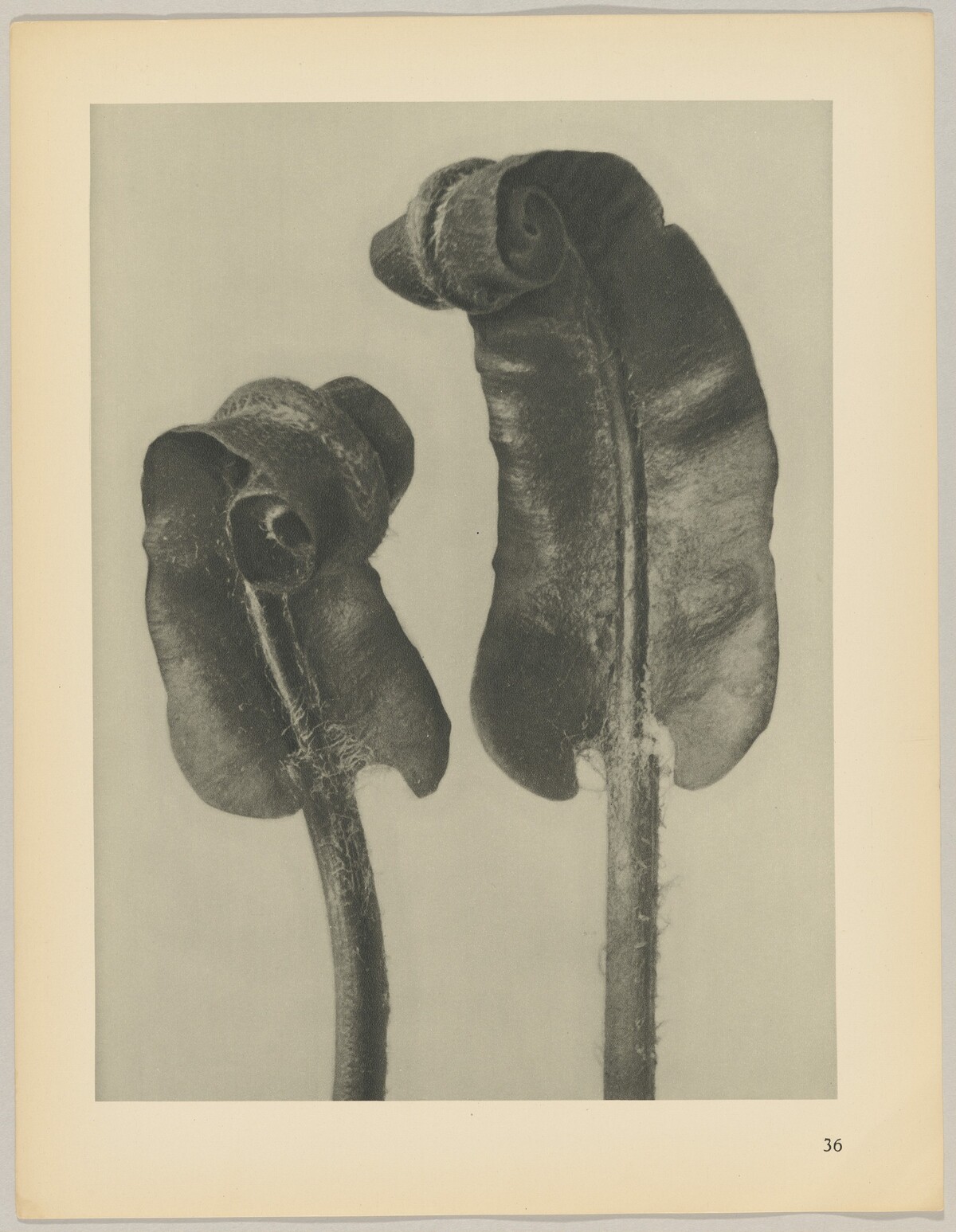 Scolopendrium vulgare by Karl Blossfeldt