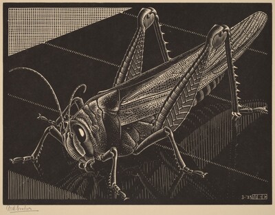 Grasshopper
