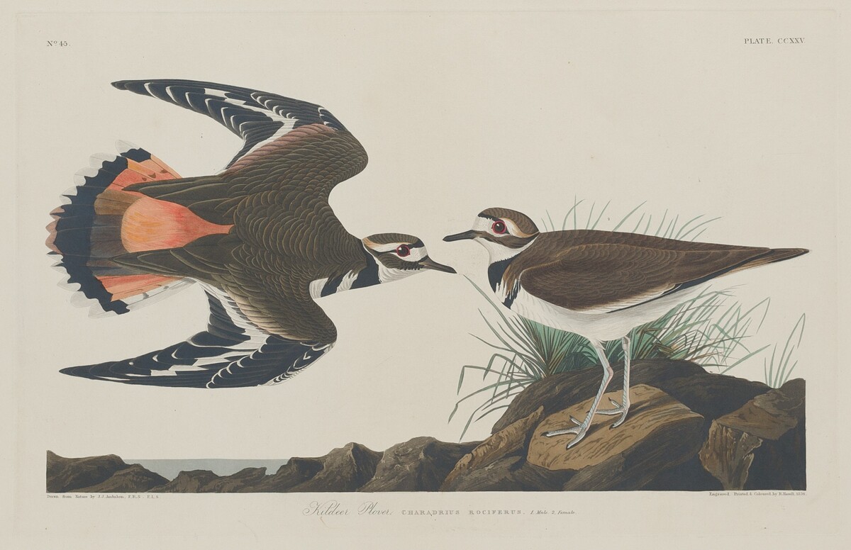Kildeer Plover by Robert Havell after John James Audubon