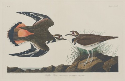 Kildeer Plover