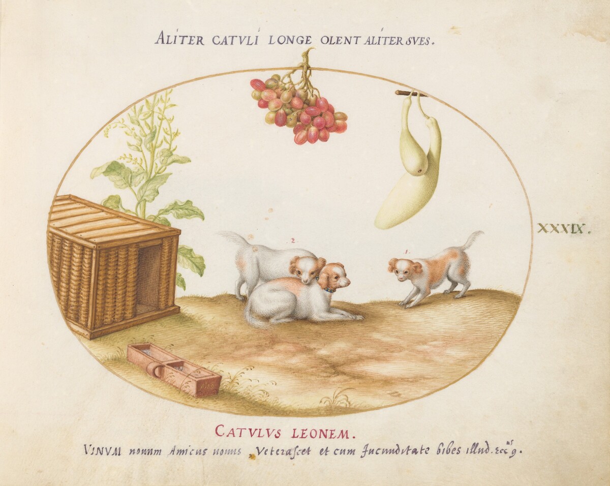Plate 39: Three Puppies with a Crate and a Bunch of Grapes by Joris Hoefnagel
