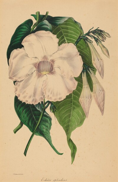 Echites splendens