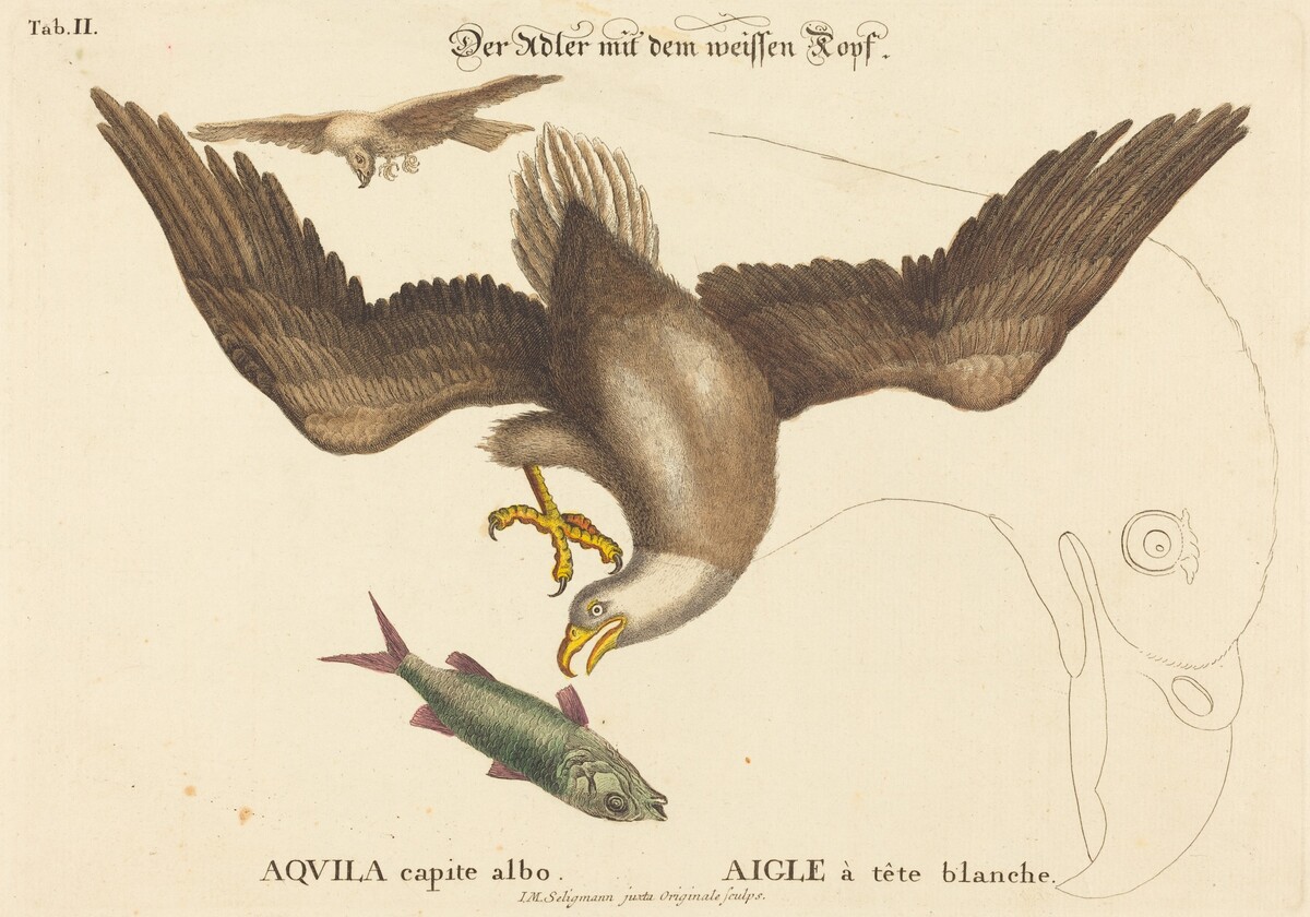 The Bald Eagle (Falco leucocephalus) by Johann Michael Seligmann after Mark Catesby