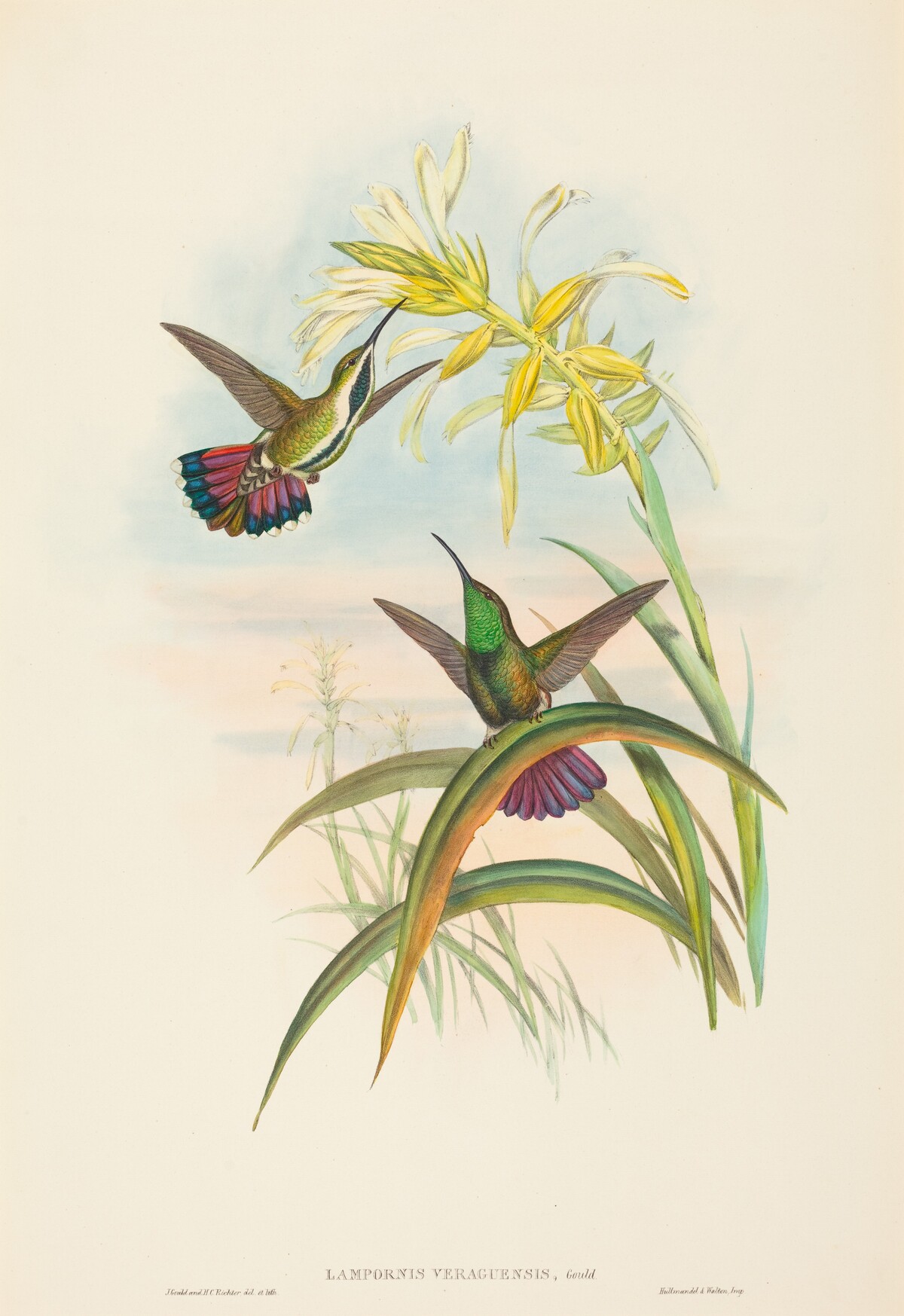 Lampornis veraguensis (Veraguan Mango) by John Gould and H.C. Richter