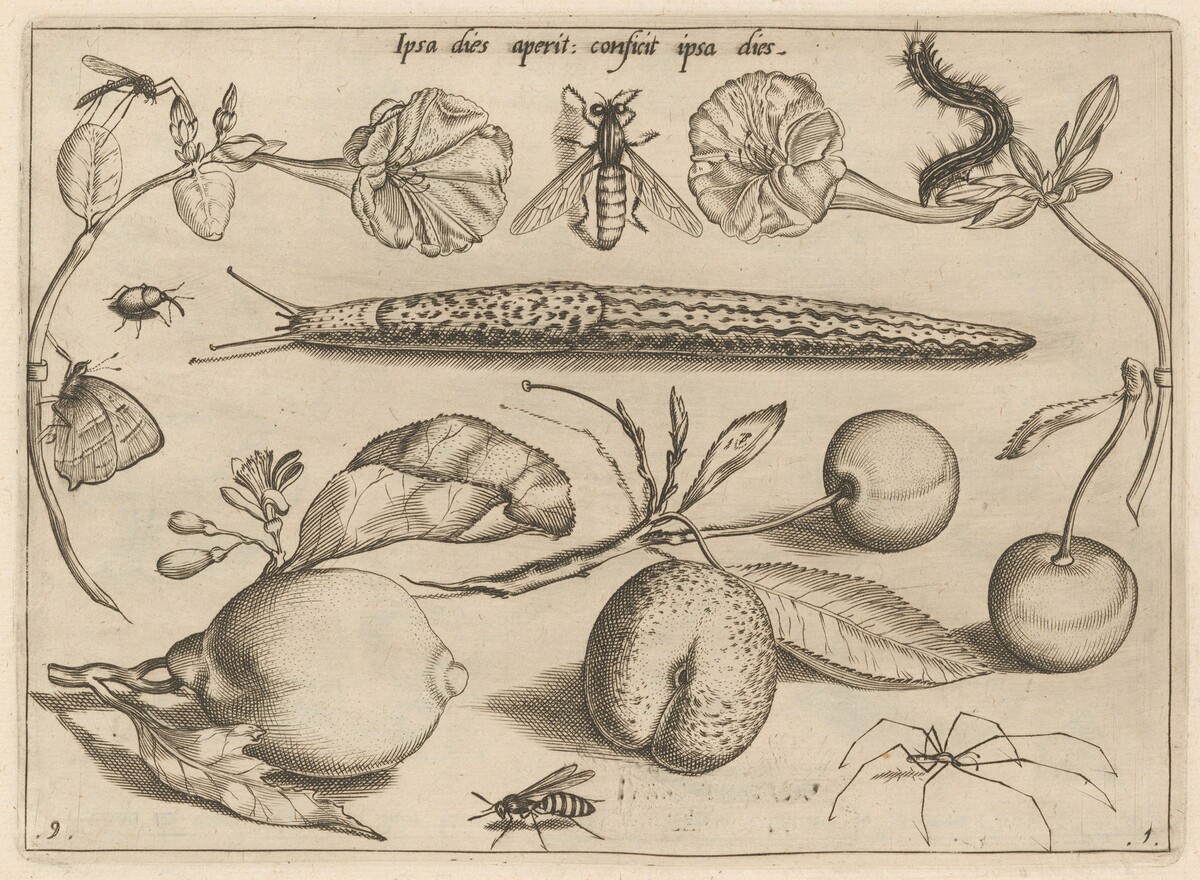 Archetypa studiaque patris Georgii Hoefnagelii [Part 1, Plate 9] by Jacob Hoefnagel after Joris Hoefnagel