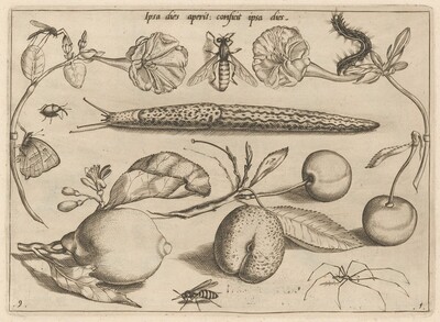 Archetypa studiaque patris Georgii Hoefnagelii [Part 1, Plate 9]