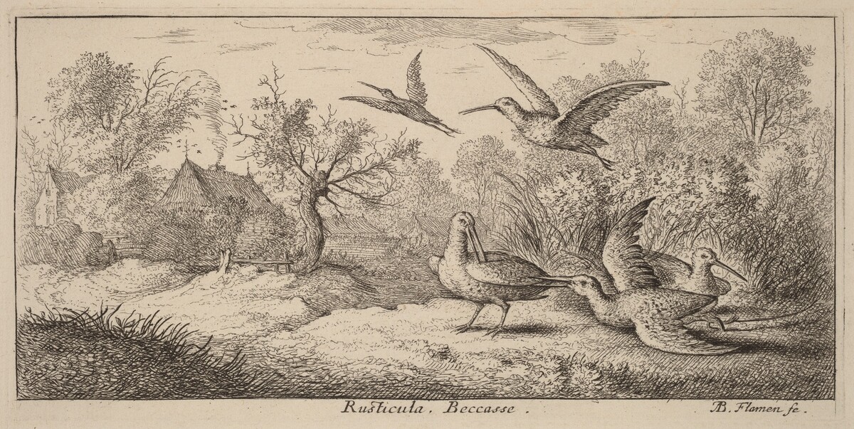Rusticula, The Woodcock by Albert Flamen