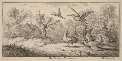 Rusticula, The Woodcock