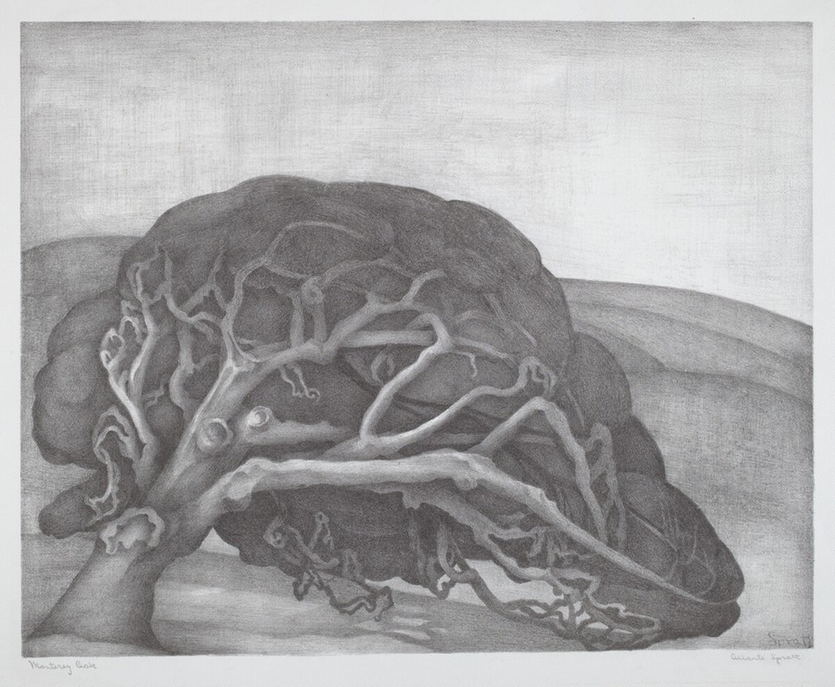 Monterey Oak by Alberte Spratt