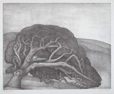 Monterey Oak