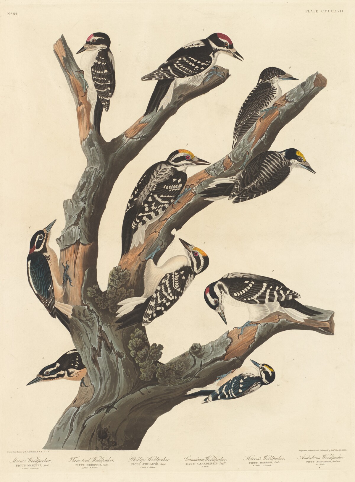 Maria's Woodpecker by Robert Havell after John James Audubon