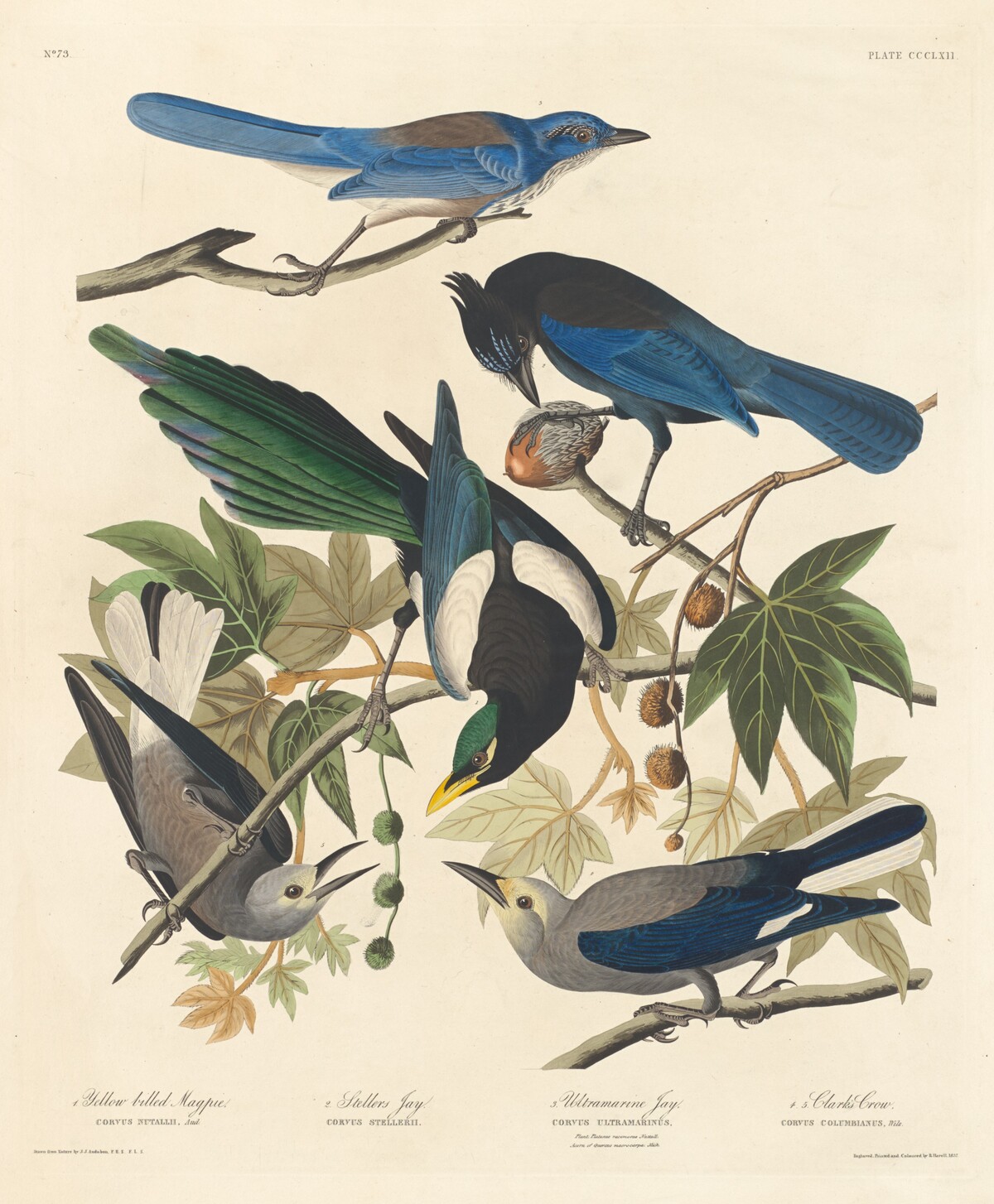 Yellow-billed Magpie, Stellers Jay, Ultramarine Jay and Clark's Crow by Robert Havell after John James Audubon