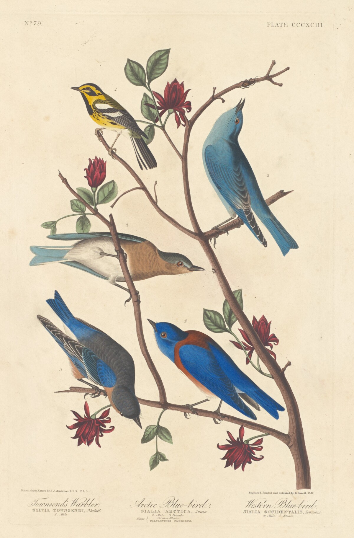 Townsend's Warbler, Arctic Blue Bird and Western Blue Bird by Robert Havell after John James Audubon