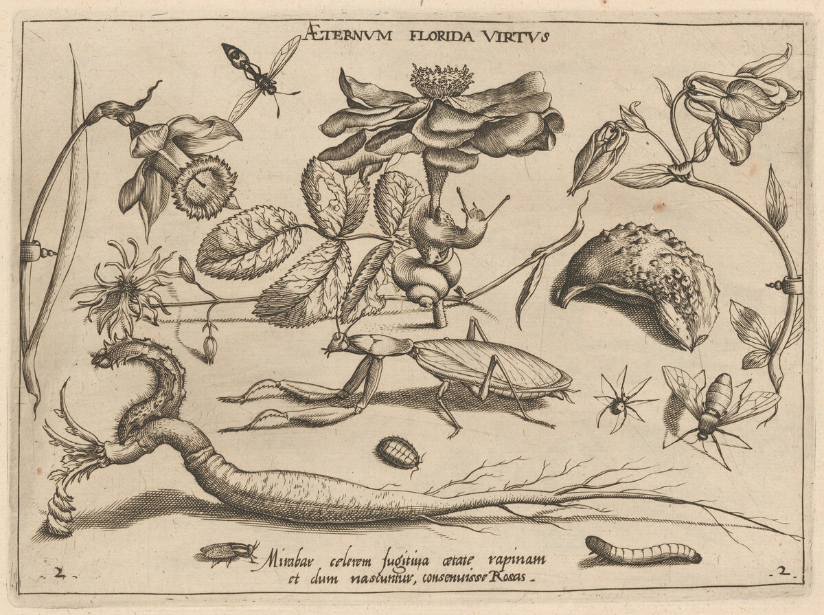 Archetypa studiaque patris Georgii Hoefnagelii [Part 2, Plate 2] by Jacob Hoefnagel after Joris Hoefnagel