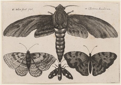 Moth and Three Butterflies