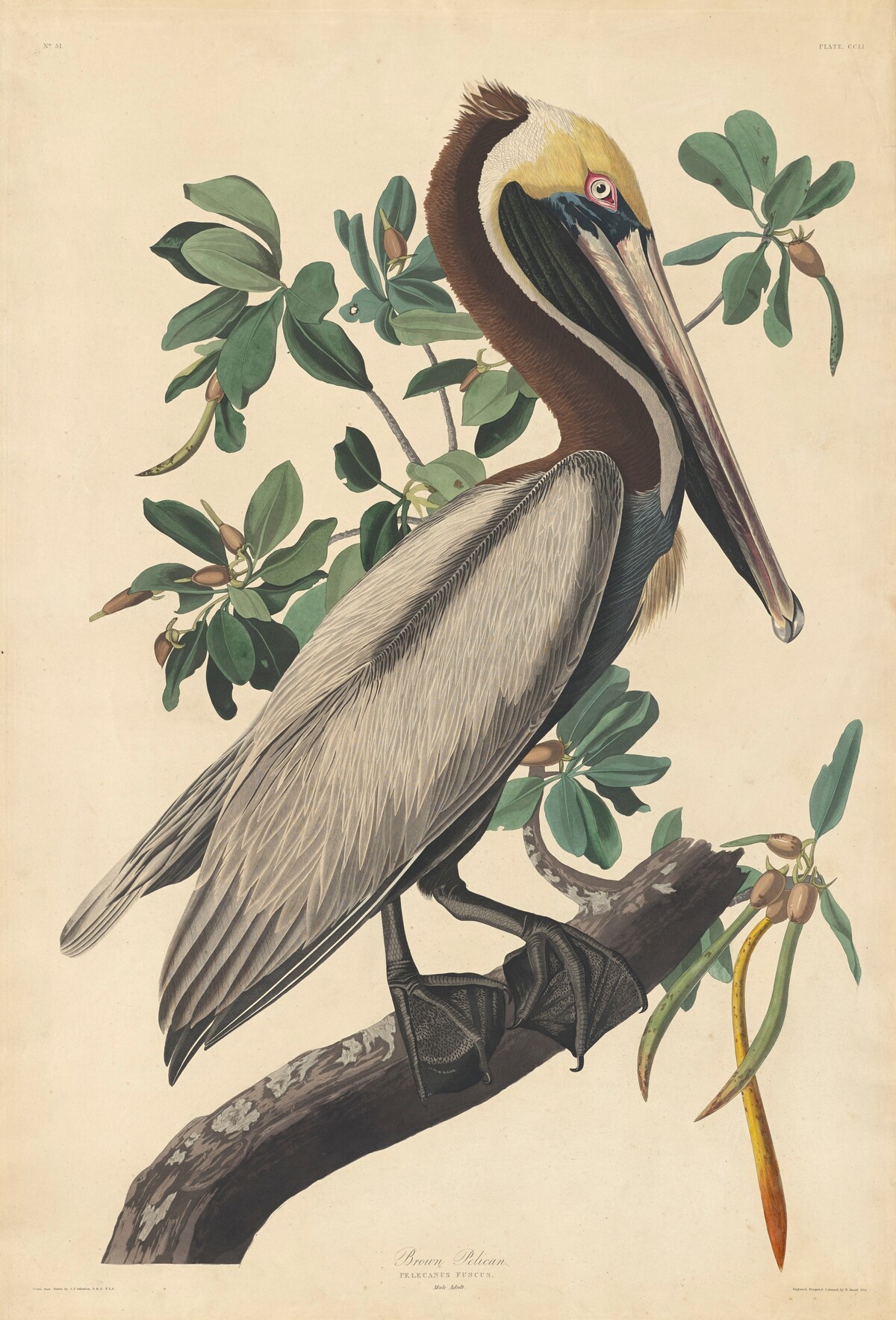 Brown Pelican by Robert Havell after John James Audubon